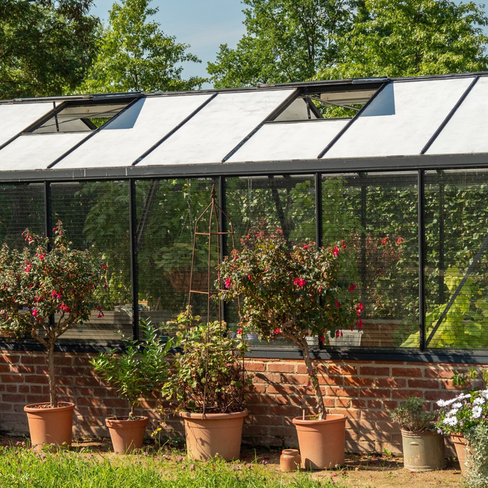 Greenhouse with open roof vents demonstrating natural greenhouse ventilation