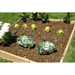 plants and flowers in the EDEN quick assembly raised garden bed