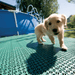 Image of RSI Interlocking Floor System with Puppy