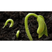 Young seedlings emerging from soil