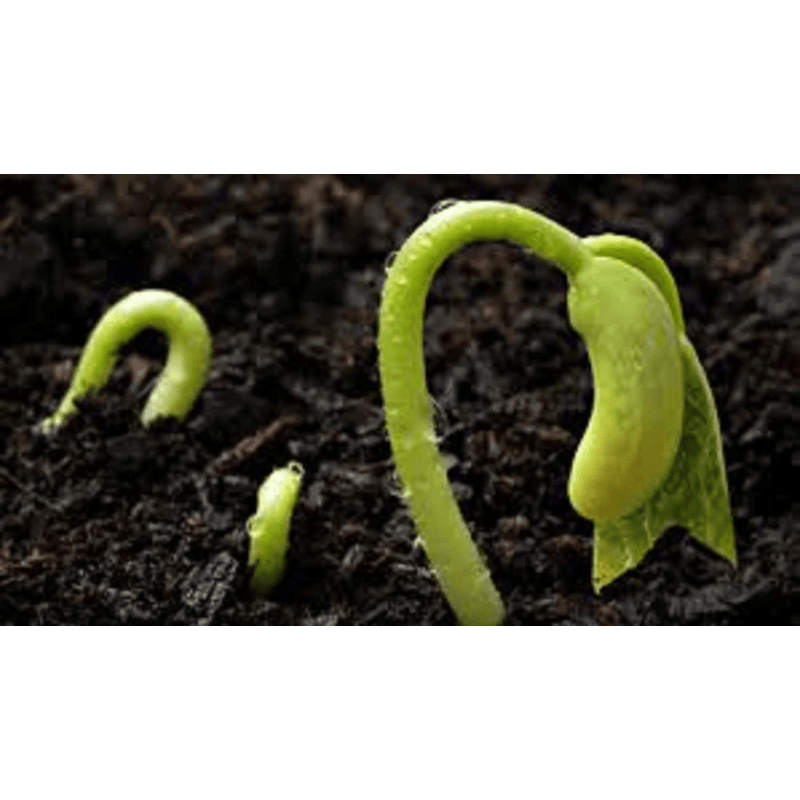 Young seedlings emerging from soil