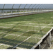 Green seedling trays in a greenhouse setting