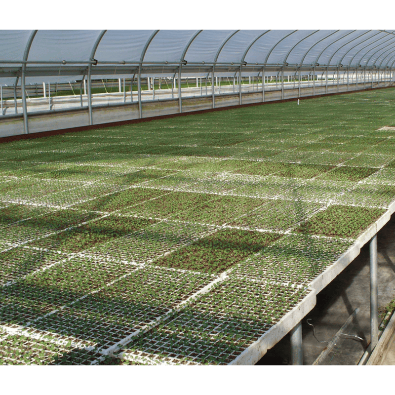 Green seedling trays in a greenhouse setting