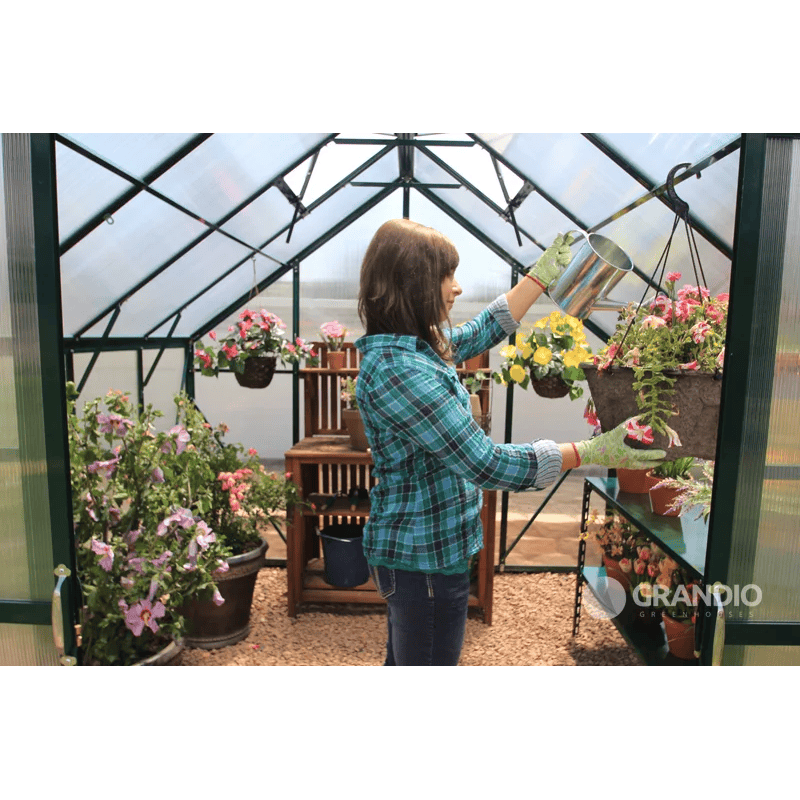 inside view of the grandio greenhouse ascent 8x12