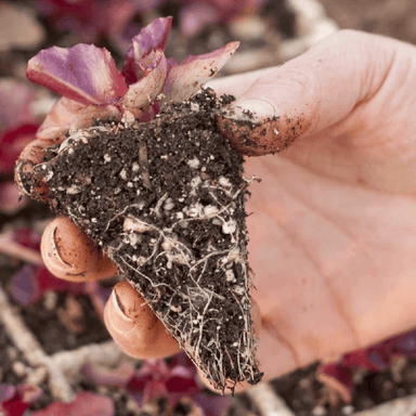 Hand holding a piece of soil with roots and a small plant 
